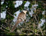 Great-spotted Cuckoo