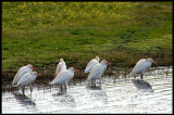 Cattle egrets