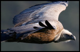 Griffon close up