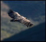 Griffon Vulture at Monfrague