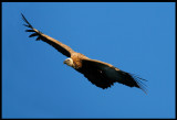 Griffon Vulture at Monfrague