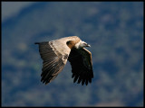 Griffon Vulture