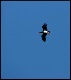 Black Stork - nesting in mountain caves
