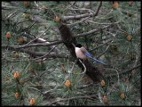 Azur-winged Magpie - common but shy bird in Extremadura