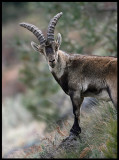 Iberian (Spanish) ibex - Capra pyrenaica, near Puerto del Pico Gredos Mountains