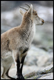 Iberian (Spanish) ibex - Capra pyrenaica