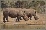 1024xrhino40P5078812_filtered.jpg