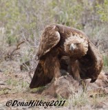 Golden Eagle