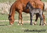 PiceanceHorses1246--22April2011web.jpg