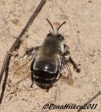 Bee in genus Anthophora 28April2011-KenneyRes-web.jpg