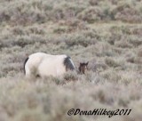 Ironsides-Buttermilkfoal-28April2011-web-.jpg