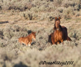 IronsidesMareFoal-28April2011-web.jpg
