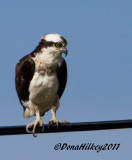 Osprey