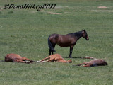 PiceanceHorses_9678-25May2011.jpg