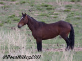 PiceanceHorses_1011-25May2011-web.jpg