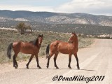 PiceanceHorses_6459-27May2011-web.jpg