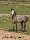 PiceanceHorses_6484-27May2011-web.jpg