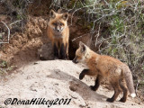foxes-0061-21May2011-Hwy40-web-.jpg