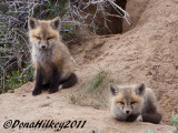 Foxes-0114-19May2011-Hwy40-web.jpg