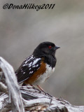 SpottedTowhee-2221-8May2011--DeerLodgePark-web.jpg