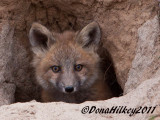 FoxKits_0027-web.jpg