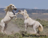 4991-27June2011-SandWash.jpg