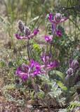 UNIDENTIFIED MILKVETCH