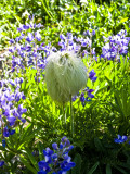 Western Pasque Flower Seed Pod