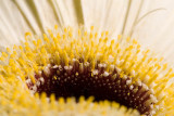 Macro_05.jpg