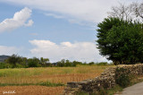 wheat crop