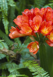 Clivia and fern