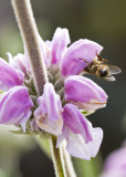 Star Flower and Honey bee