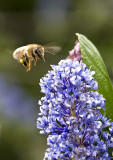 Wild Lilac and Honey bee
