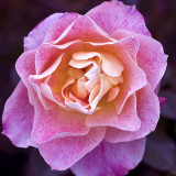 Lovestruck rose