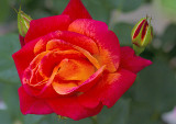 Josephs Coat rose