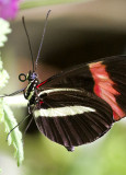 Postman butterfly