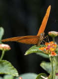 Orange Julia butterfly