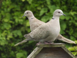 Ringed Doves .jpg