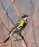 Yellow-rumped Warbler