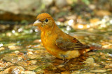 Summer Tanager