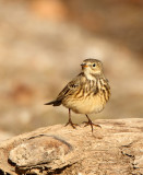 American Pipit