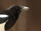 11. Black-billed Magpie