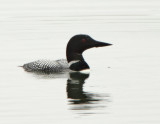 Common Loon