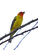 63. Western Tanager