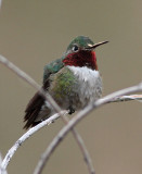 67. Broad-tailed Hummingbird