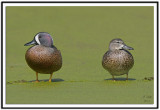 Blue Winged Teals