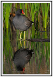 Common Moorhen