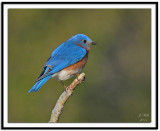 Eastern Bluebird