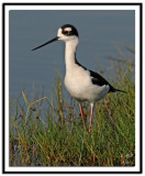 Black Necked Stilt