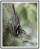 Black & White Warbler